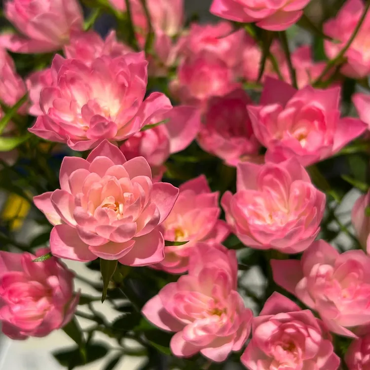 Litton Roses Miniature Rose 🏡🌈