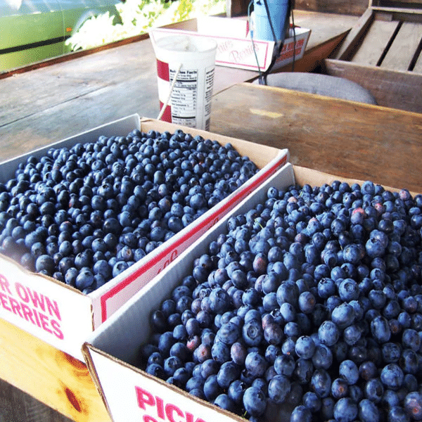 Giant Blueberry Fruit Seeds
