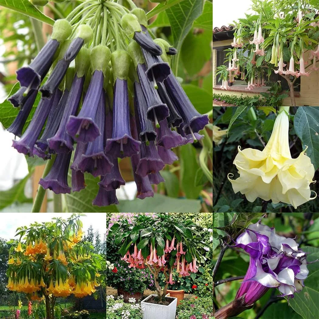 50pcs/Bag Datura Brugmansia Seeds Potted Bonsai Trumpets Angel Flower Seeds