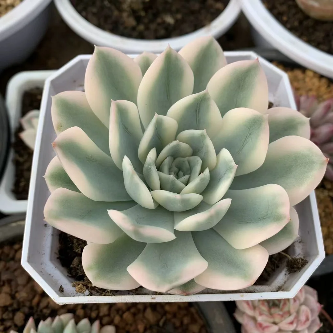 plant Aeonium Echeveria Haworthia  Caudex  Lithops Cactus  Agave 