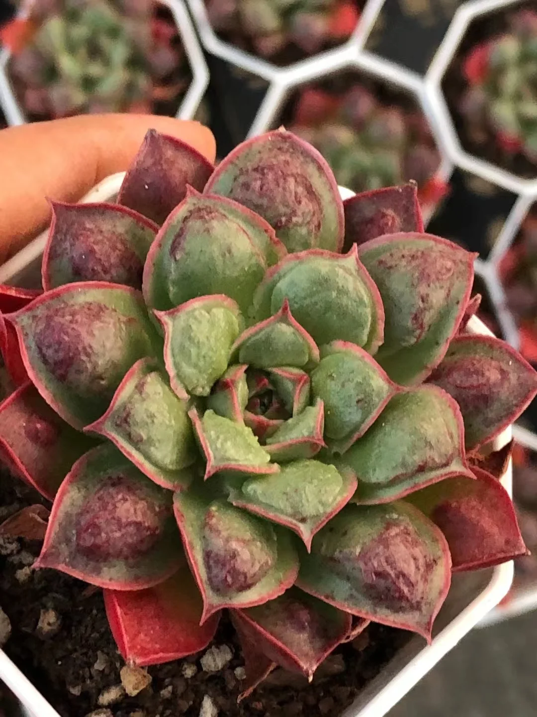 plant Aeonium Echeveria Haworthia  Caudex  Lithops Cactus  Agave 