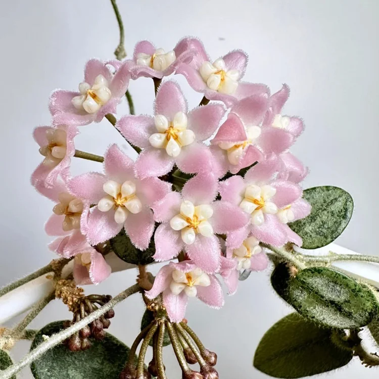 Hoya thomsonii pink