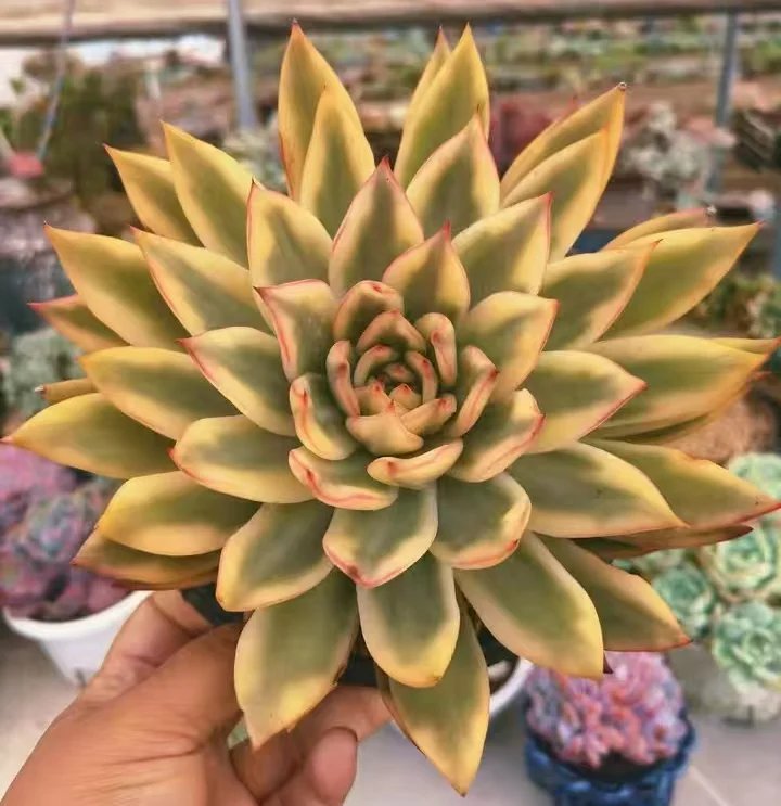 plant Aeonium Echeveria Haworthia  Caudex  Lithops Cactus  Agave 