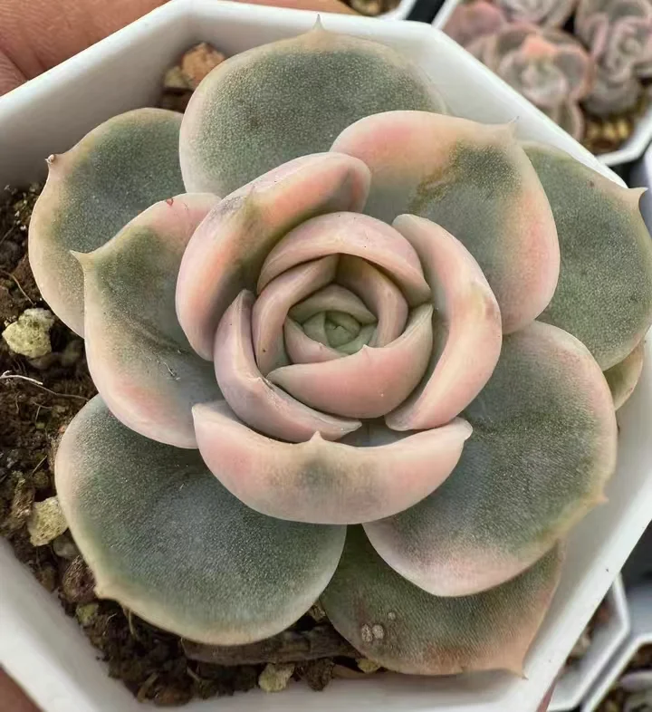 plant Aeonium Echeveria Haworthia  Caudex  Lithops Cactus  Agave 