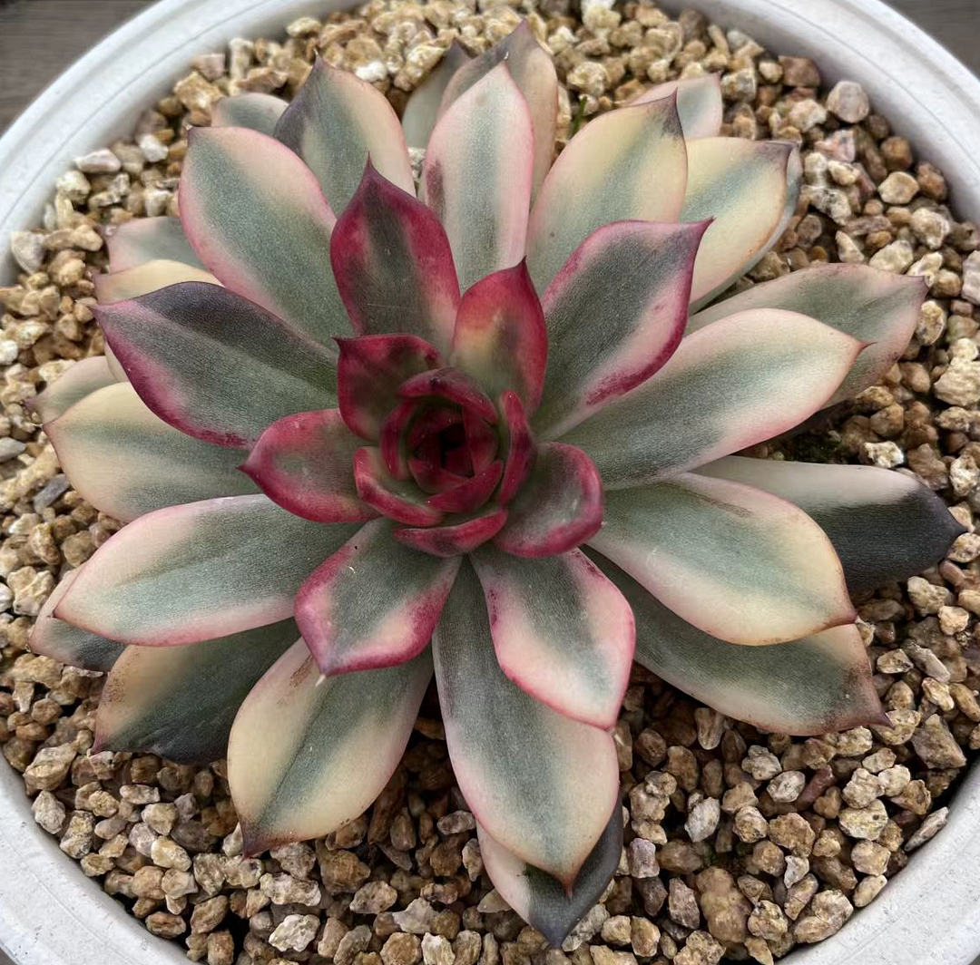 plant Aeonium Echeveria Haworthia  Caudex  Lithops Cactus  Agave 