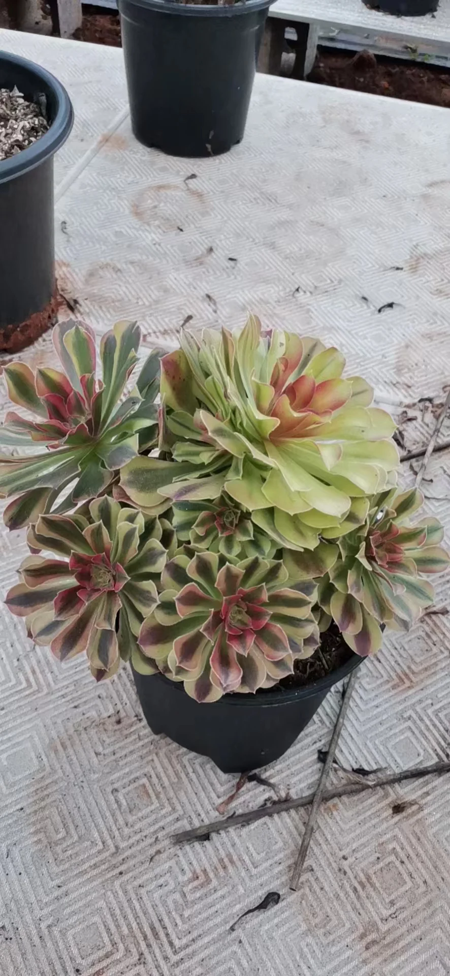 plant Aeonium Echeveria Haworthia  Caudex  Lithops Cactus  Agave 