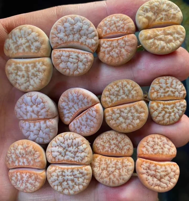 plant Aeonium Echeveria Haworthia  Caudex  Lithops Cactus  Agave 