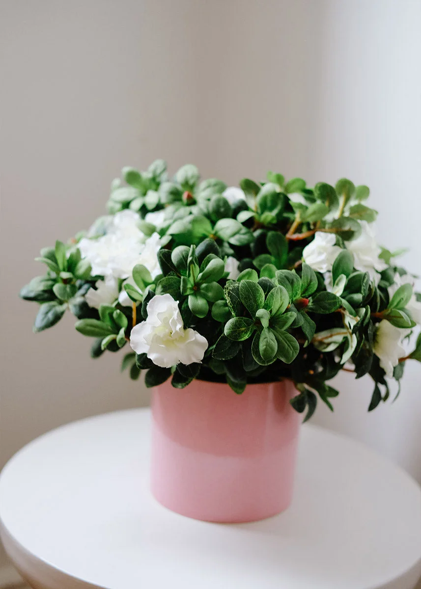 Silk Azalea Bush in Cream White - 12"