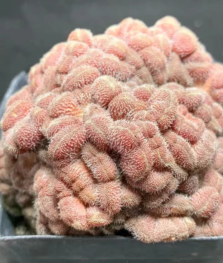 plant Aeonium Echeveria Haworthia  Caudex  Lithops Cactus  Agave 