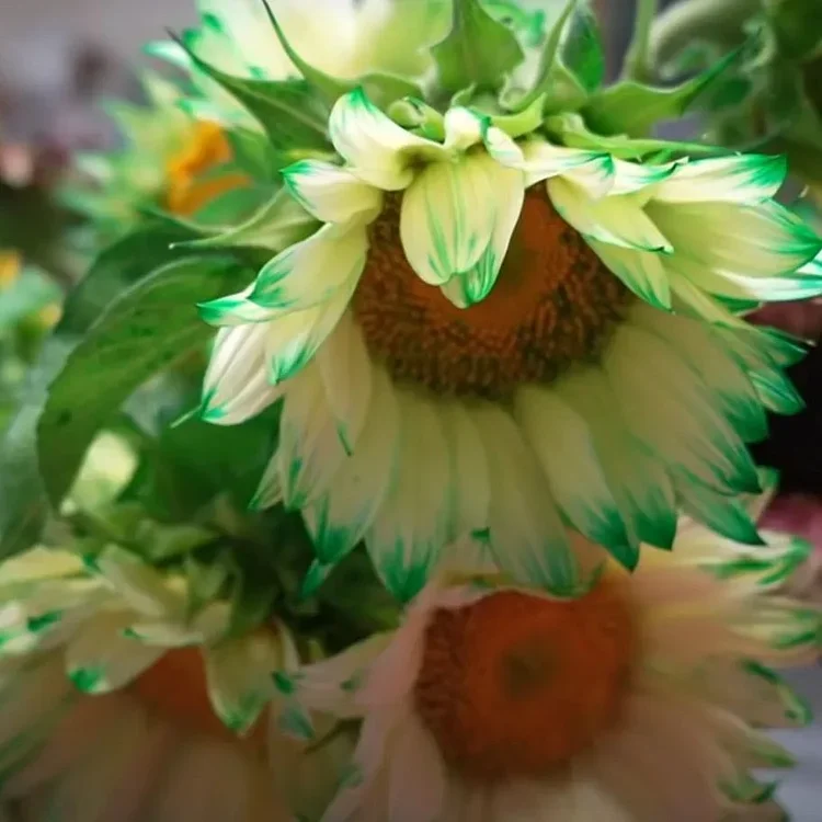 Green Lace Sunflower Seeds