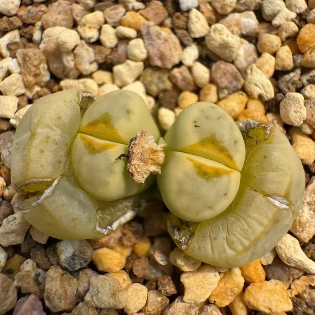 plant Aeonium Echeveria Haworthia  Caudex  Lithops Cactus  Agave 
