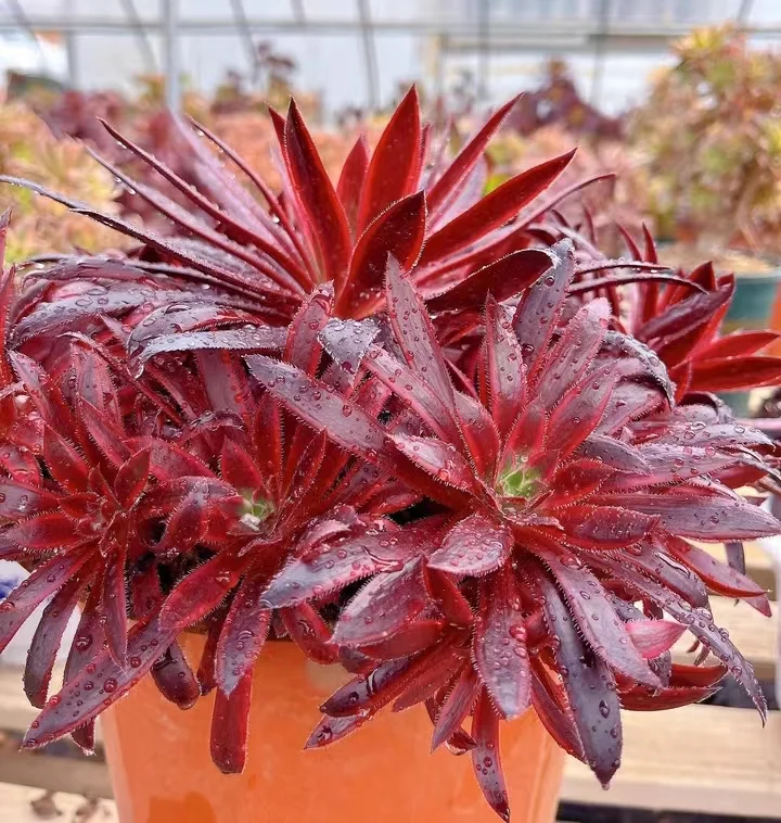 plant Aeonium Echeveria Haworthia  Caudex  Lithops Cactus  Agave 