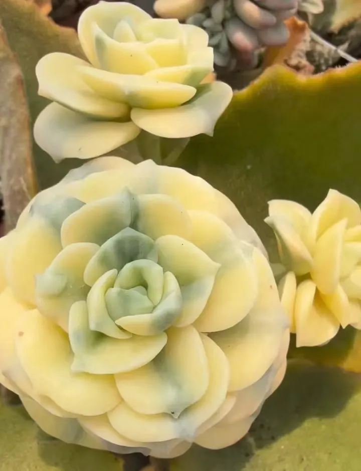 plant Aeonium Echeveria Haworthia  Caudex  Lithops Cactus  Agave 
