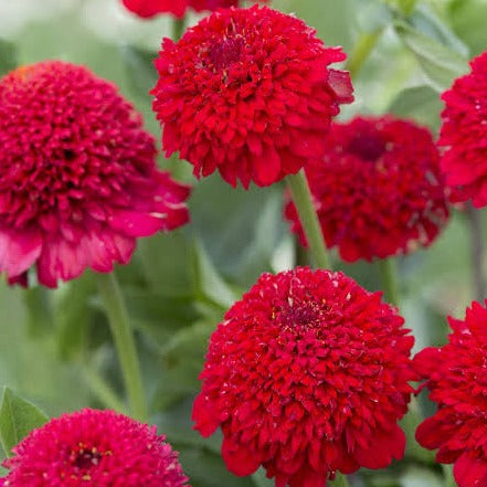Zinnia Elegans Cresto Red Flower | X 30 Seeds