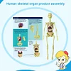 Human organs assembled skeleton anatomy model medical anatomy kit