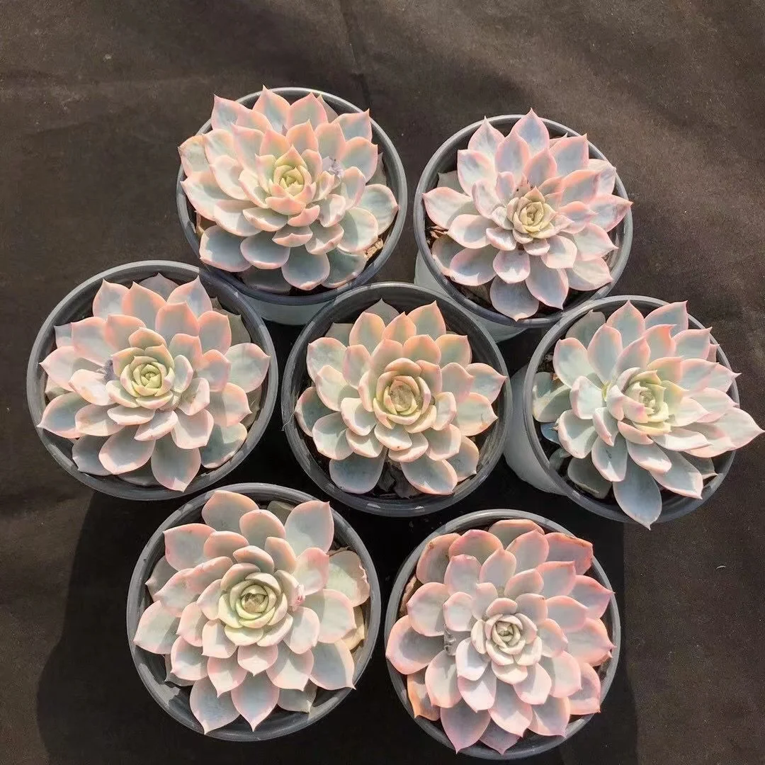 plant Aeonium Echeveria Haworthia  Caudex  Lithops Cactus  Agave 