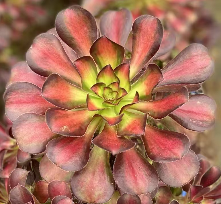 plant Aeonium Echeveria Haworthia  Caudex  Lithops Cactus  Agave 