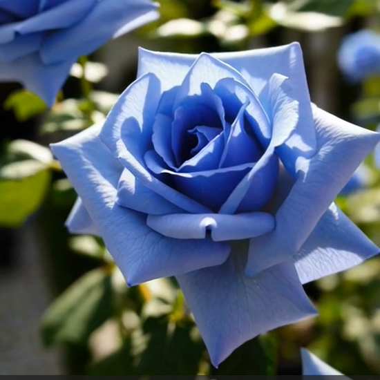 LIGHT BLUE ROSE SEEDS