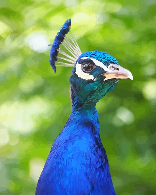 

Blue Peacock Portrait – Paint By Numbers - 40*50CM, 501 Original