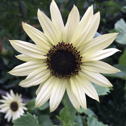 Sunflower, Italian White Jonyparkseed®