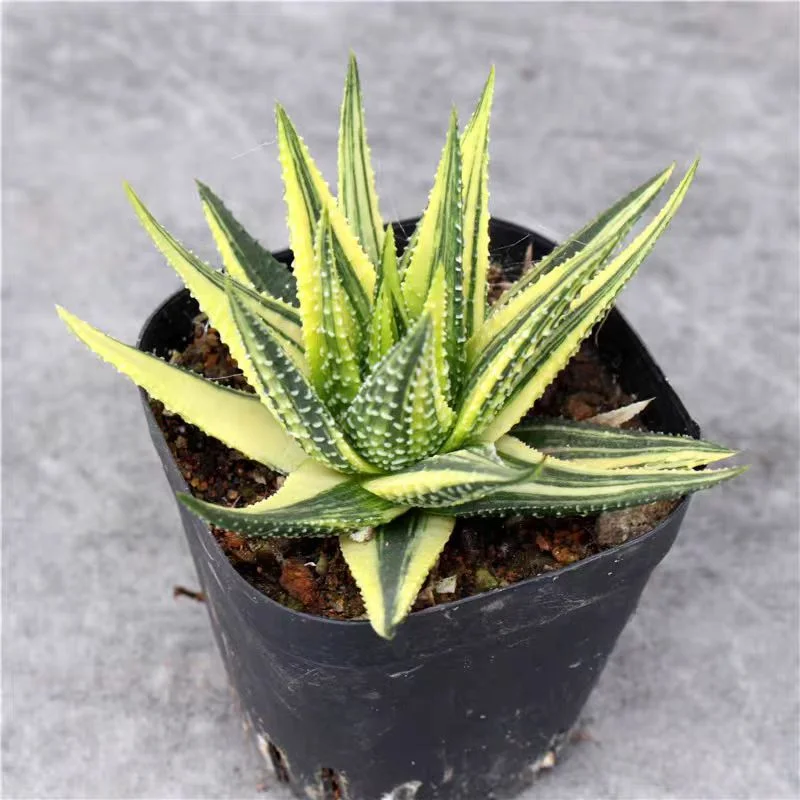 ky2.Haworhtia margaritifera f.variegata 7-8cm / Haworthia/ Succulent plants / Garden landscape / Carefully select healthy plants