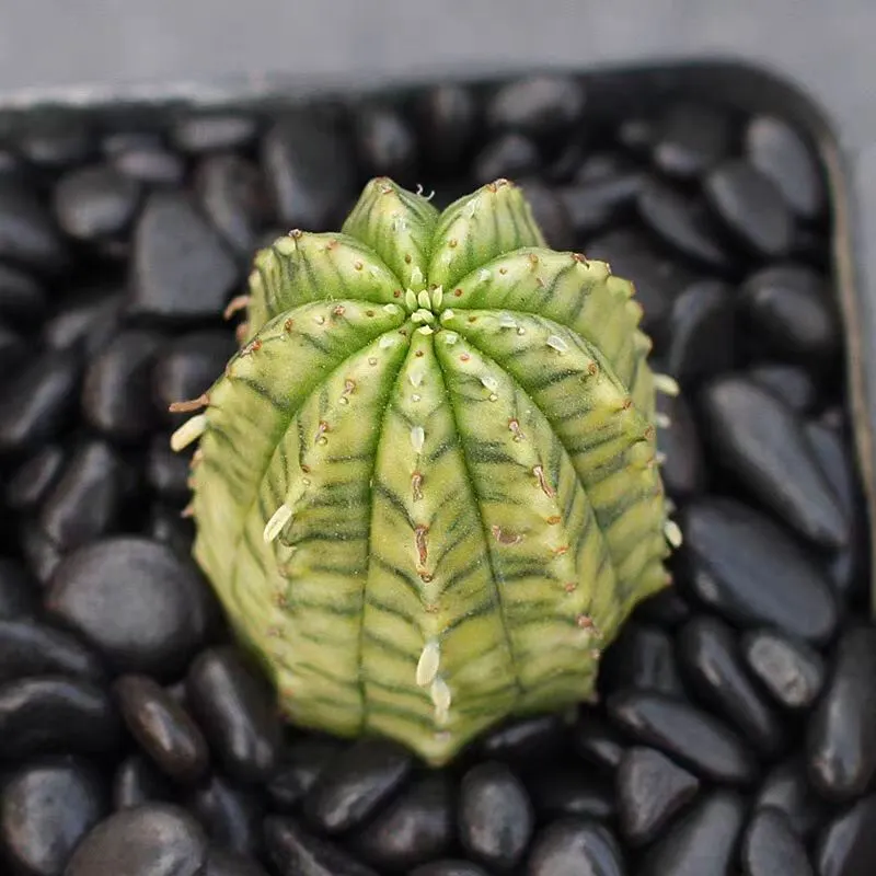 plant Aeonium Echeveria Haworthia  Caudex  Lithops Cactus  Agave 