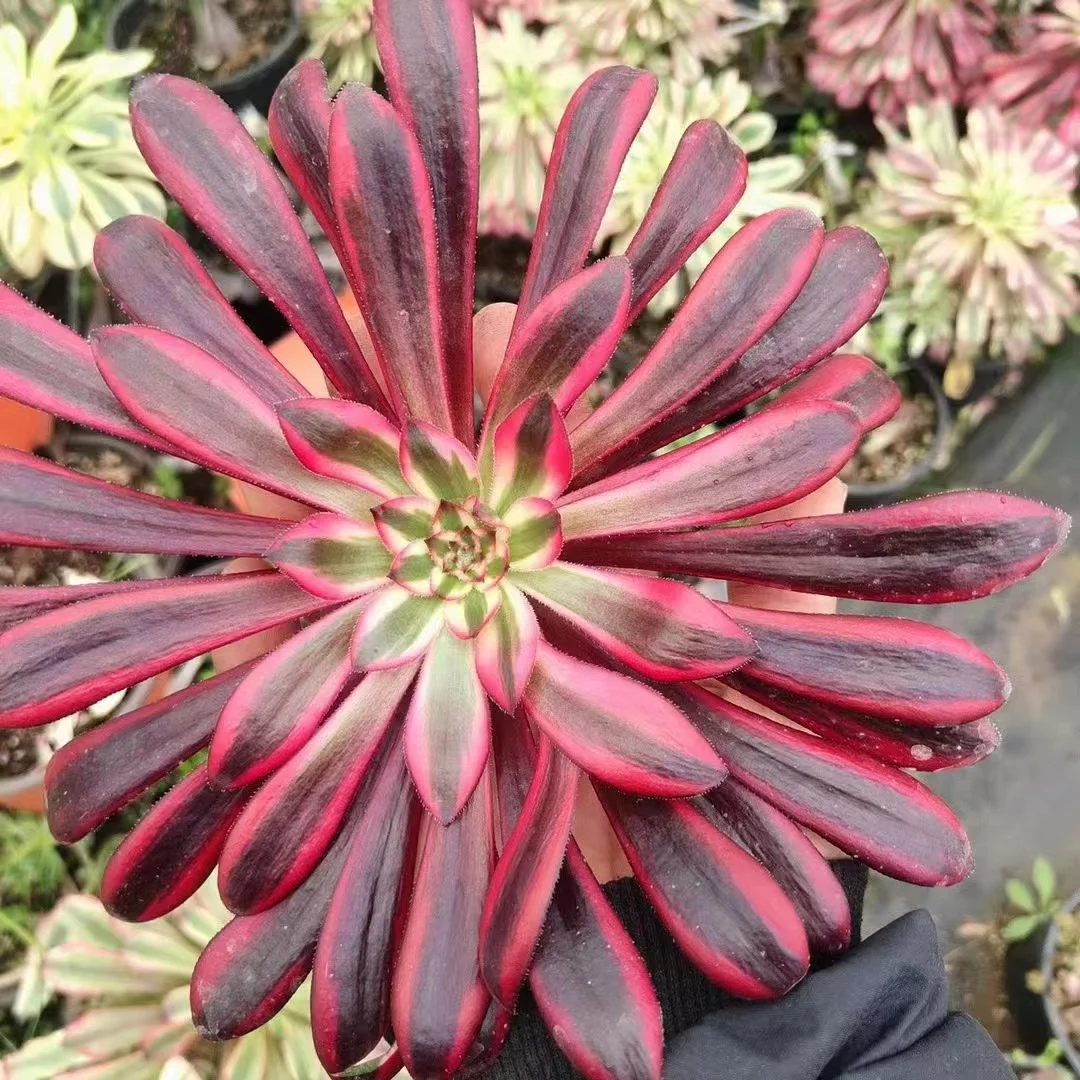 24. zwartkop variegata single head and cutting / Aeonium plants / Garden landscape / Carefully select healthy plants