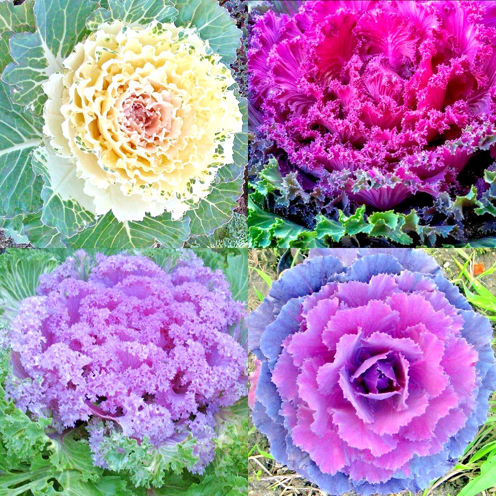 Ornamental Kale Autumn Mix Seeds Non-Gmo Jonyparkseed®