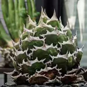 fk21.Agave Baozhu 10cm/Agave plants/ Succulent plants / Garden landscape / Carefully select healthy plants