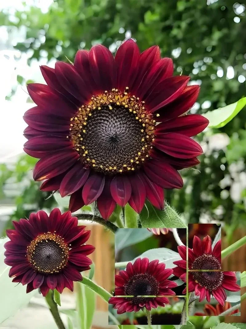 50 Pcs Smiley Sunflower