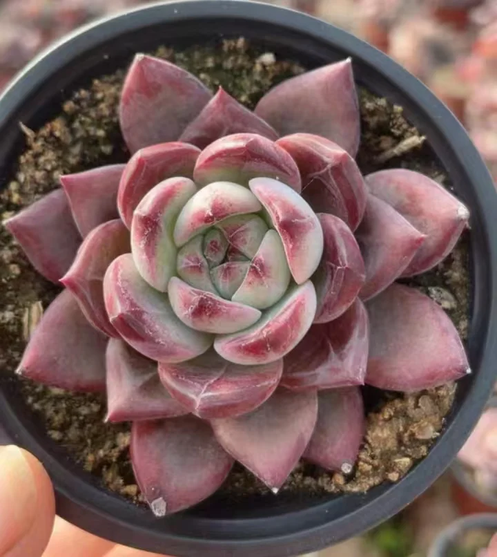 plant Aeonium Echeveria Haworthia  Caudex  Lithops Cactus  Agave 