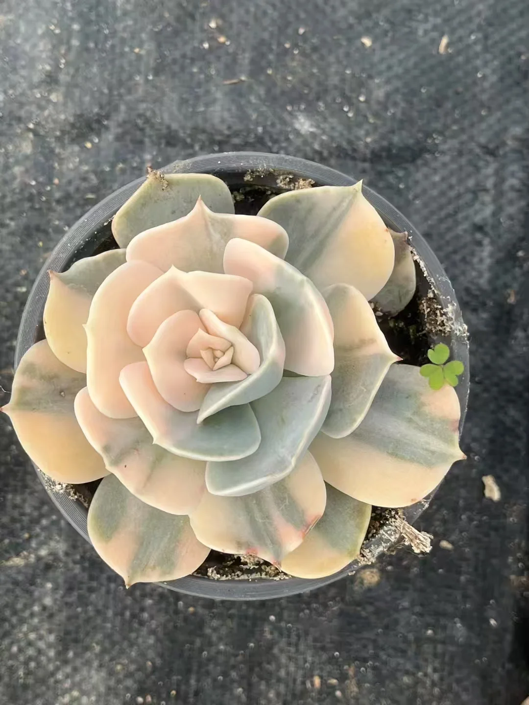 plant Aeonium Echeveria Haworthia  Caudex  Lithops Cactus  Agave 