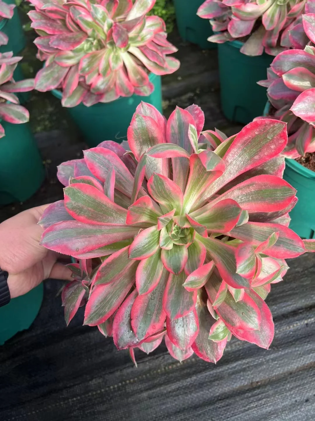 plant Aeonium Echeveria Haworthia  Caudex  Lithops Cactus  Agave 