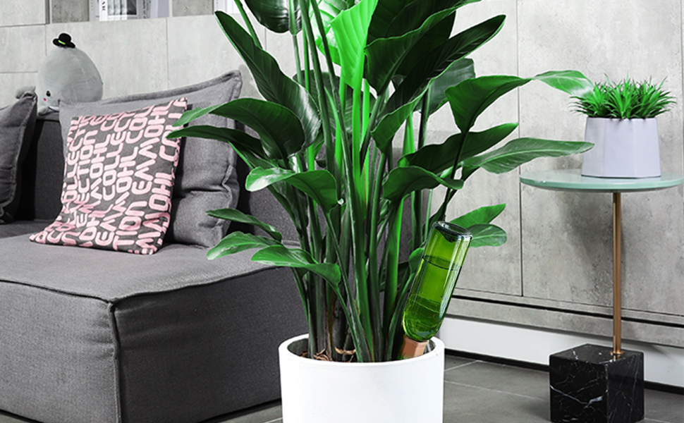 plant water globes