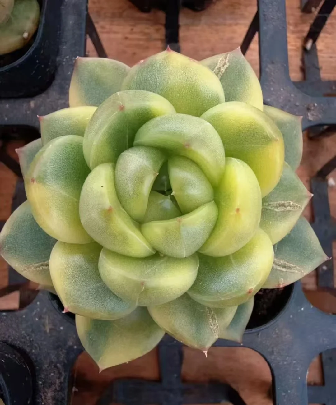 plant Aeonium Echeveria Haworthia  Caudex  Lithops Cactus  Agave 