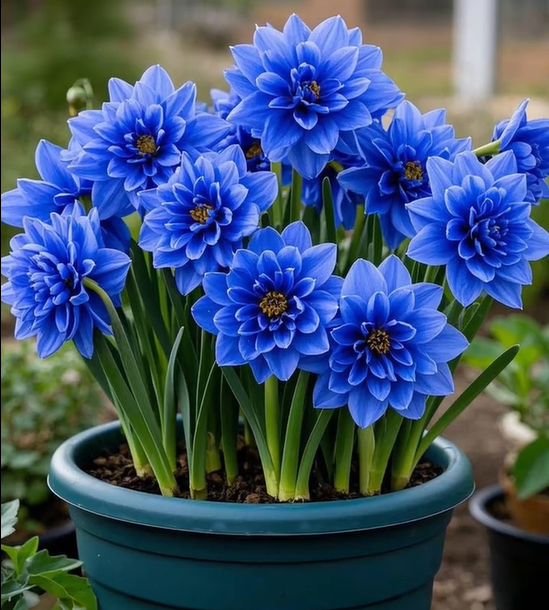Large Flower Fragrance Fairy Dahlia Seeds