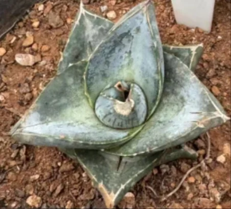 plant Aeonium Echeveria Haworthia  Caudex  Lithops Cactus  Agave 