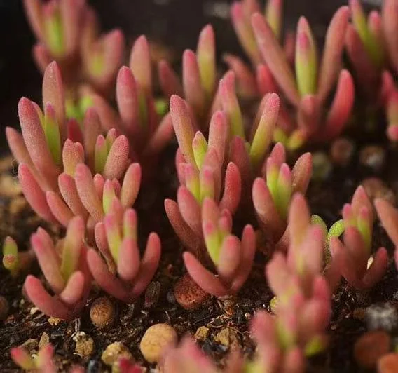 930.Delosperma bosseranum 1-1.5cm/Caudex/ Succulent plants / Garden landscape / Carefully select healthy plants