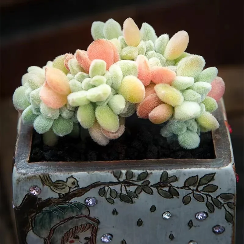 plant Aeonium Echeveria Haworthia  Caudex  Lithops Cactus  Agave 