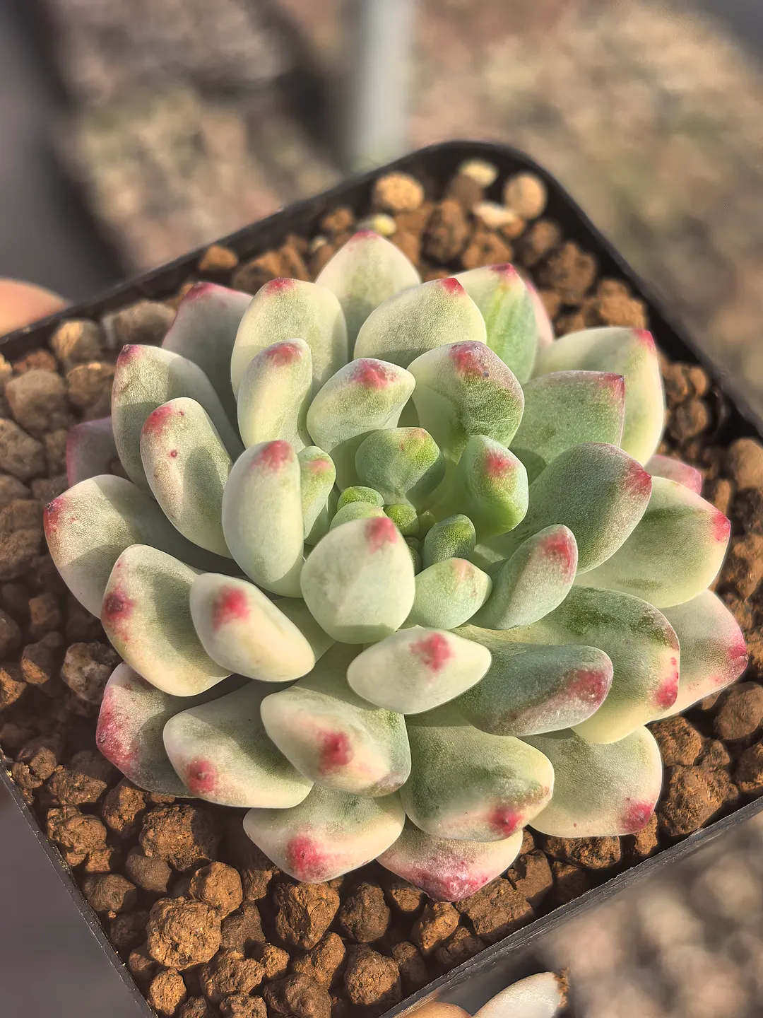 plant Aeonium Echeveria Haworthia  Caudex  Lithops Cactus  Agave 
