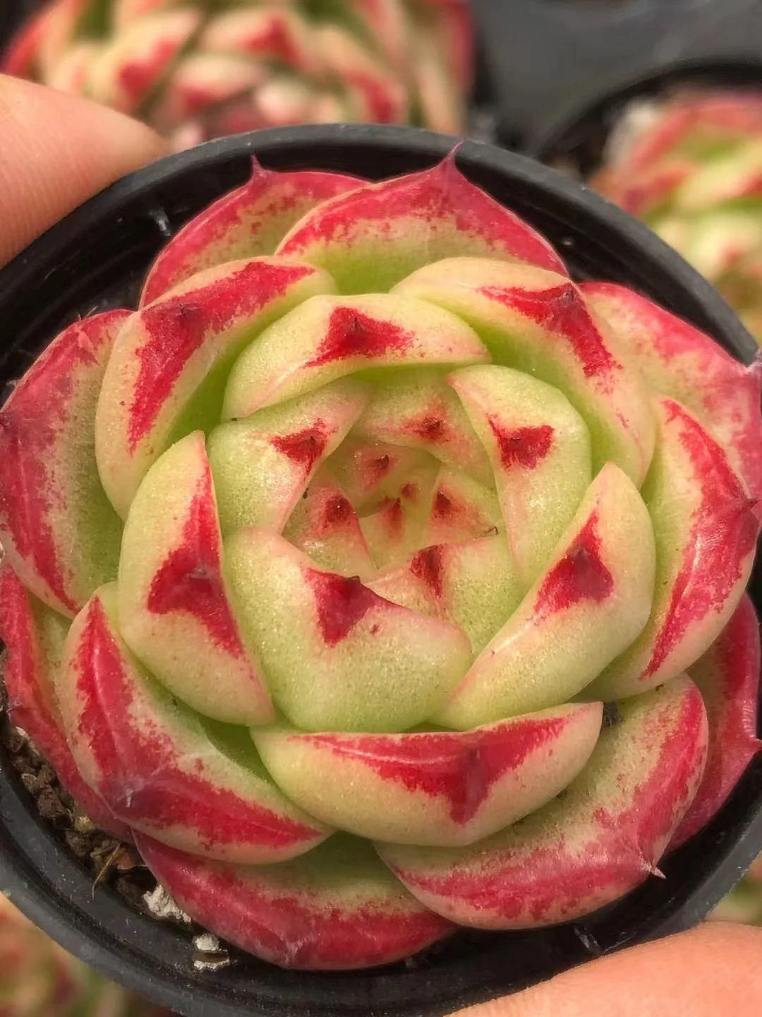 plant Aeonium Echeveria Haworthia  Caudex  Lithops Cactus  Agave 