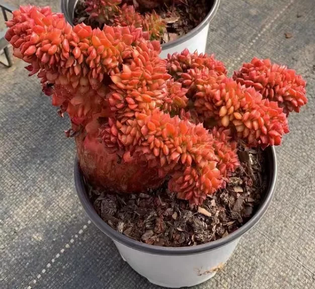 731.   Tia crested  12-15 cm / Echeveria / Succulent plants / Garden landscape / Carefully select healthy plants