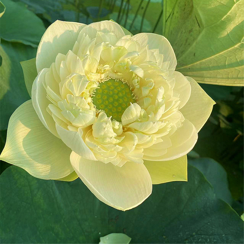 🪷Bonsai Double Lotus Seeds-Pure Heart