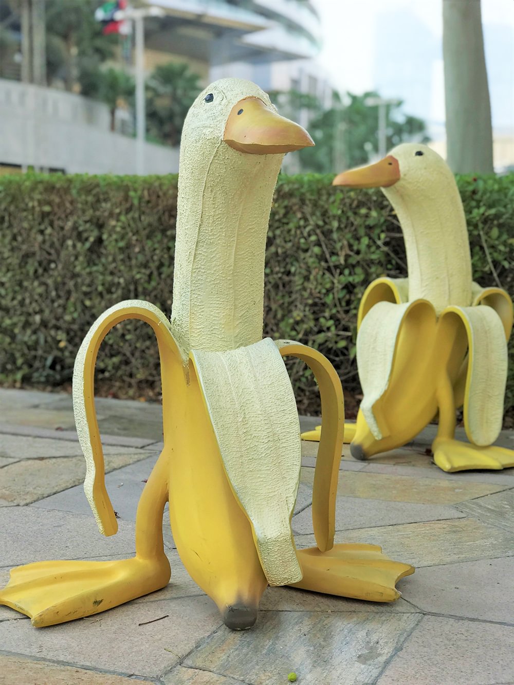 Lost Tourist Banana Duck