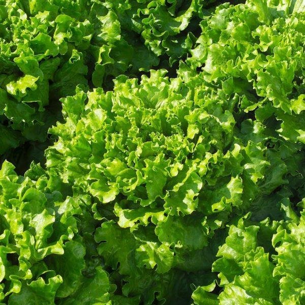 Lettuce Bergam's Green
