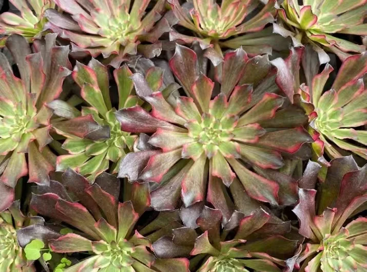 plant Aeonium Echeveria Haworthia  Caudex  Lithops Cactus  Agave 