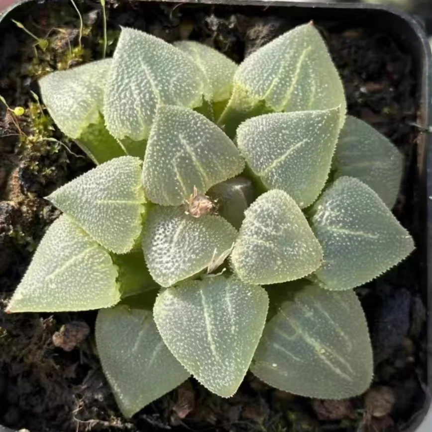 plant Aeonium Echeveria Haworthia  Caudex  Lithops Cactus  Agave 