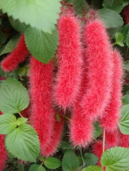 Acalypha hispida - Red Hot Cattail Seeds