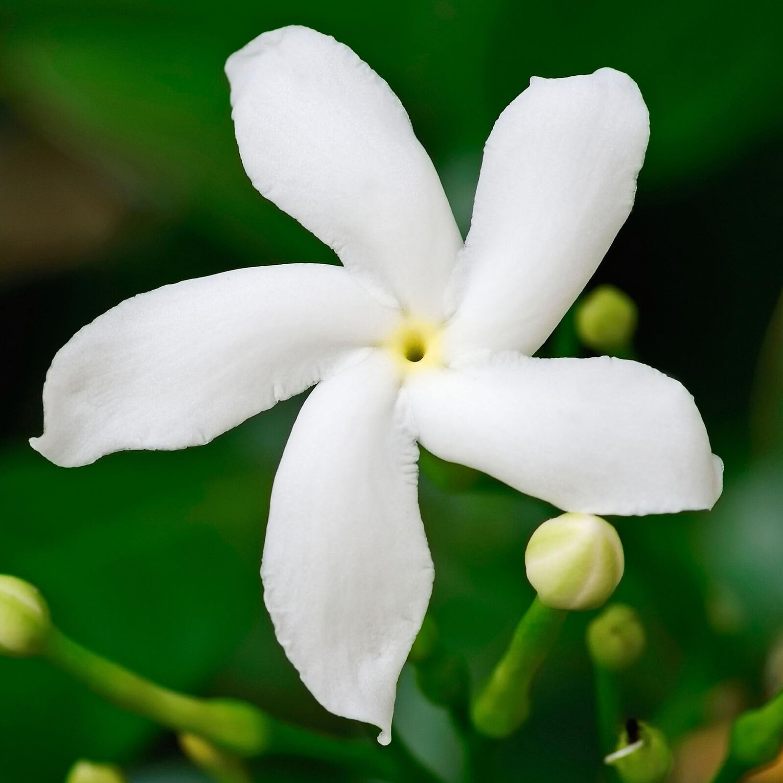 🔥Buy 1 get 1 free🔥Climbing Windmill Jasmine Flower Seeds Jonyparkseed®