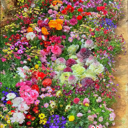 Mixed Perennial Flowers Seeds-Over 60 kinds mixed-Easy care